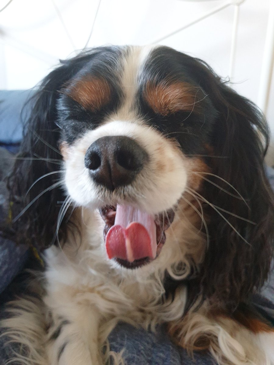 Sunday morning feelz #cavpack
