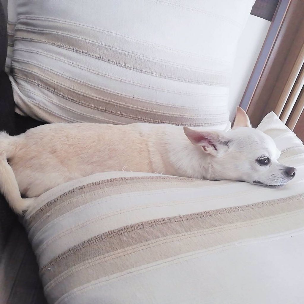 もも 迷子犬 Momoniaitai Twitter もも 迷子犬 Momoniaitai Twitter