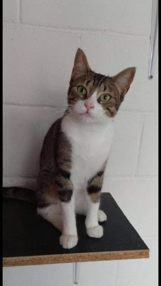 voluntacaad's tweet photo. https://t.co/HMq2KJDrFZ
#FemXarxa #XarxaBarcelonaAdopcions #XarxaTarragonaAdopcions #Penedès #Garraf #Anoia #adopta #AdoptaNoCompres #AdoptDontShop #pets #catlovers #catrescue #sitges #Vila #2millorque1 #VilanovailaGeltru #Barcelona #SantSadurní https://t.co/9iwhMdHsFJ