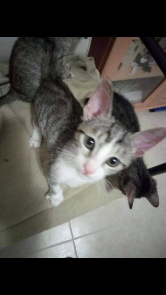 voluntacaad's tweet photo. https://t.co/HMq2KJDrFZ
#FemXarxa #XarxaBarcelonaAdopcions #XarxaTarragonaAdopcions #Penedès #Garraf #Anoia #adopta #AdoptaNoCompres #AdoptDontShop #pets #catlovers #catrescue #sitges #Vila #2millorque1 #VilanovailaGeltru #Barcelona #SantSadurní https://t.co/KIbPyfYA7M