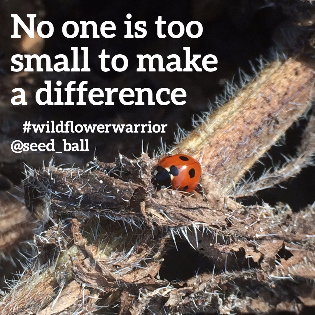 seed_ball's tweet photo. Since WW2 we have lost 97% of our wildflower meadows. Join us in helping #refilltheworldwithpollinators . Autumn is a fab time to sow pollinator-friendly wildflowers and help save the π bees. Seed_balls make is sow easy! π
https://t.co/pwcxGJVRjM
#savebees #wildlifegarden https://t.co/ytedrjeat2