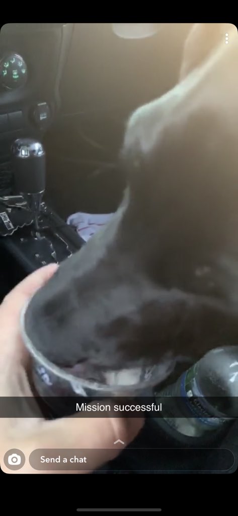 k_feldner's tweet photo. My brother took Nala for a pup cup while I’m at work. How cute is this 🥺❤️ https://t.co/E7ki1TaFVD