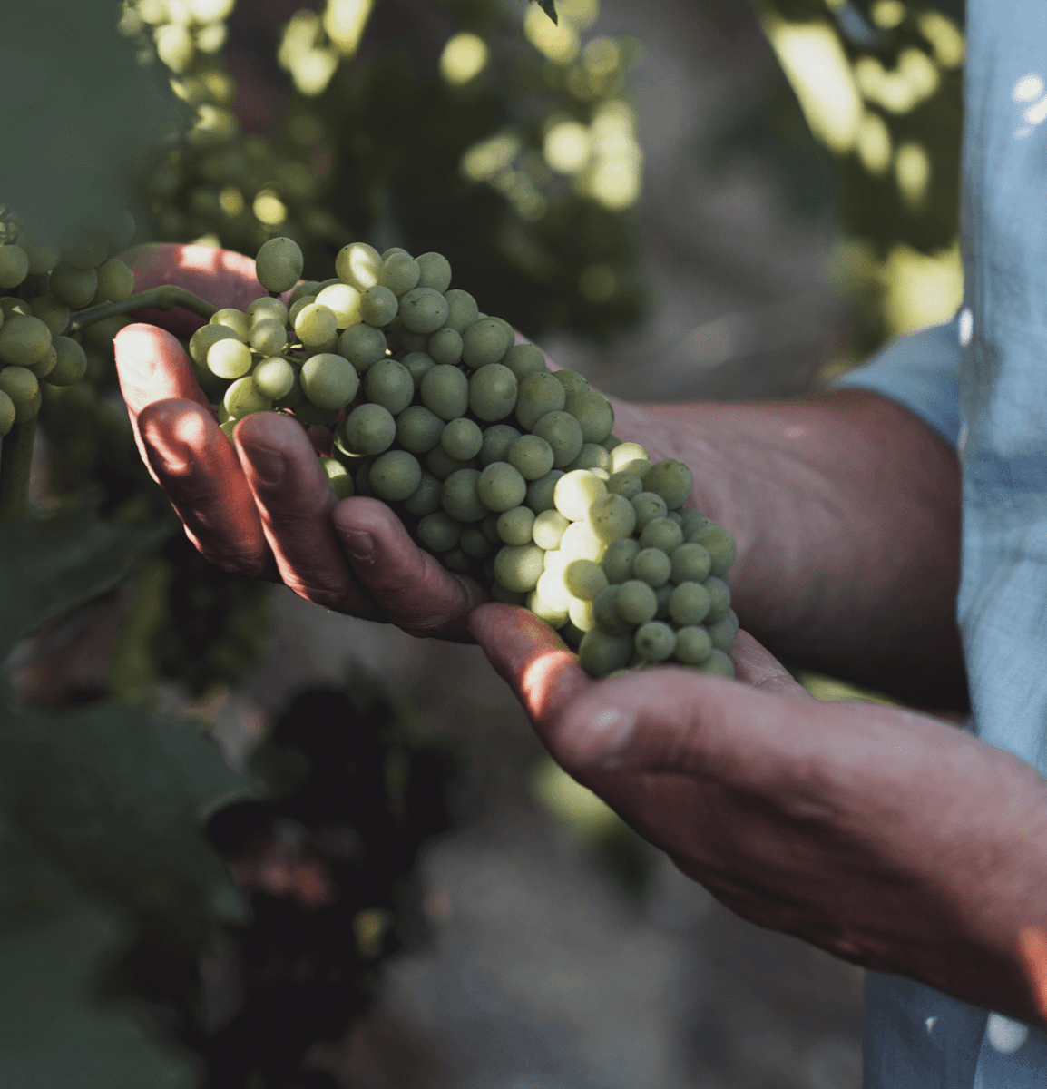 Rhoneblut's tweet photo. Die erste Ernte haben wir durch. Wir waren Trauben abschneiden, damit die verbleibenden gesund und munter reifen können. Die nächste Ernte folgt auch gleich.
.
.
 #mathier #albertmathier #bio #biowein #demeter #demeterwein #naturwein #vinum #vinumwein #vin https://t.co/LLSxeHKZJx https://t.co/AauTNhaxzj