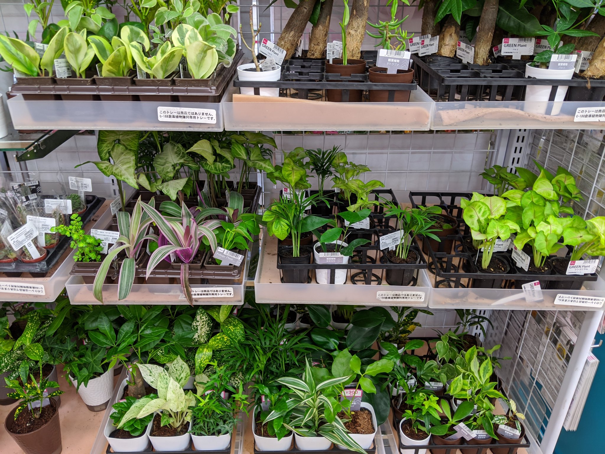 Otkneko ウンベラータgetしました 初心者におすすめ 100均の観葉植物 園芸グッズ ダイソー キャンドゥ セリア ナチュラルキッチンで買えるアイテムをご紹介 更新 09 06 ダイソー 観葉植物 100均 100円ショップ 園芸用品