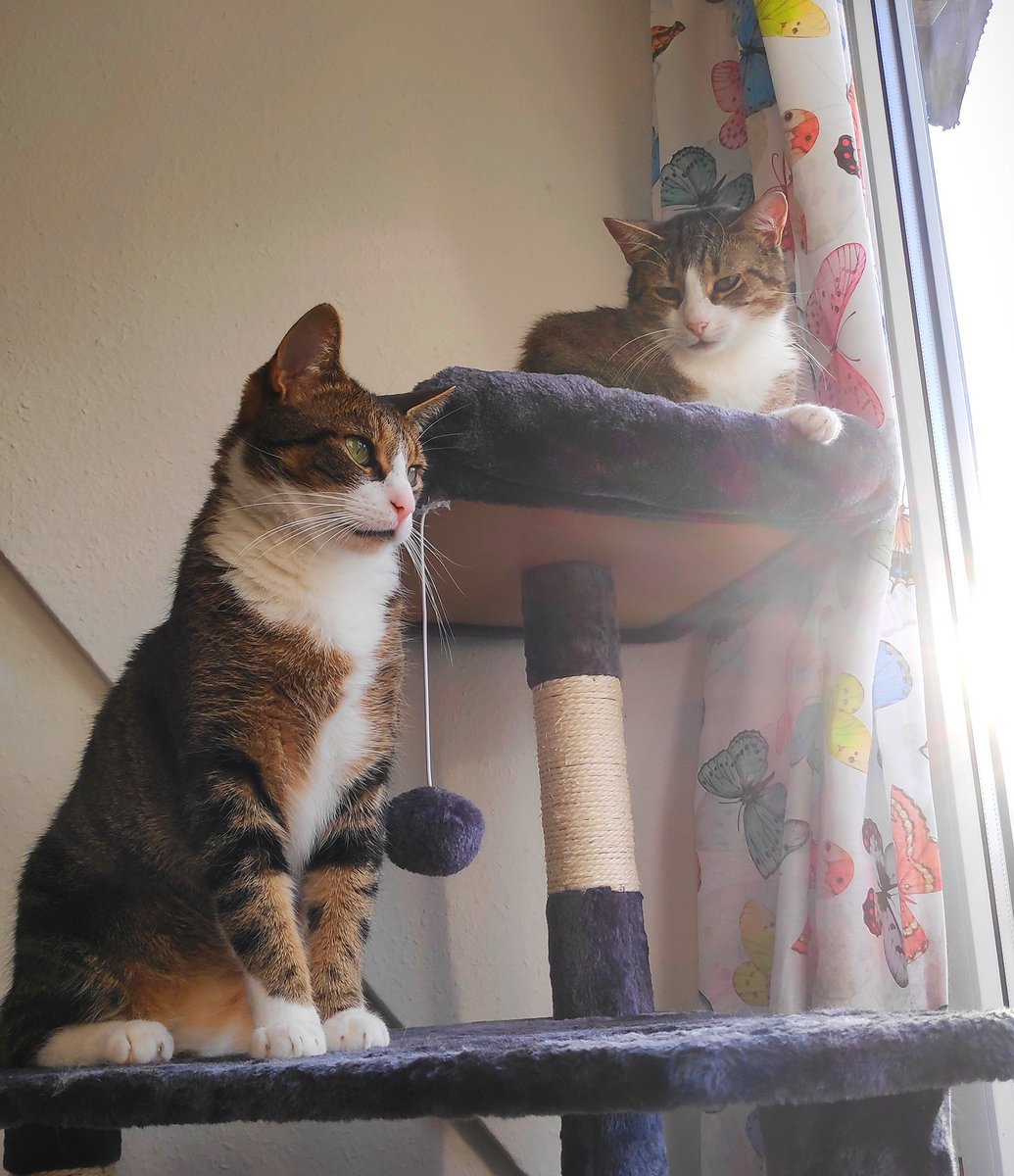 deymset's tweet photo. Zwei Kratzbaumkatzen 🐈😊 https://t.co/0fSWyMUtgj