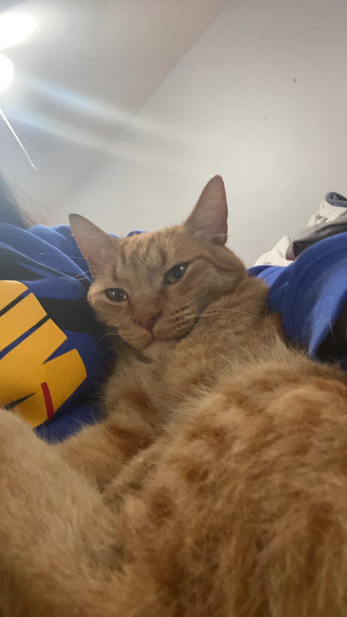 kkosmoo's tweet photo. @NCTsmtown_127 私の猫についてどう思いますか？ 可愛いですか？ https://t.co/Ga8U0nQaxk