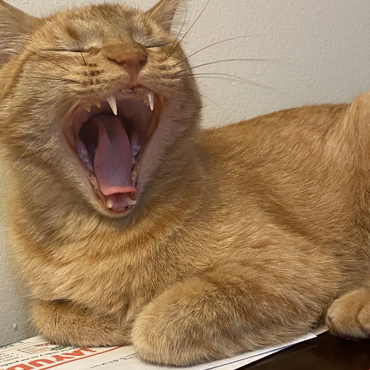 kkosmoo's tweet photo. @NCTsmtown_127 私の猫についてどう思いますか？ 可愛いですか？ https://t.co/Ga8U0nQaxk