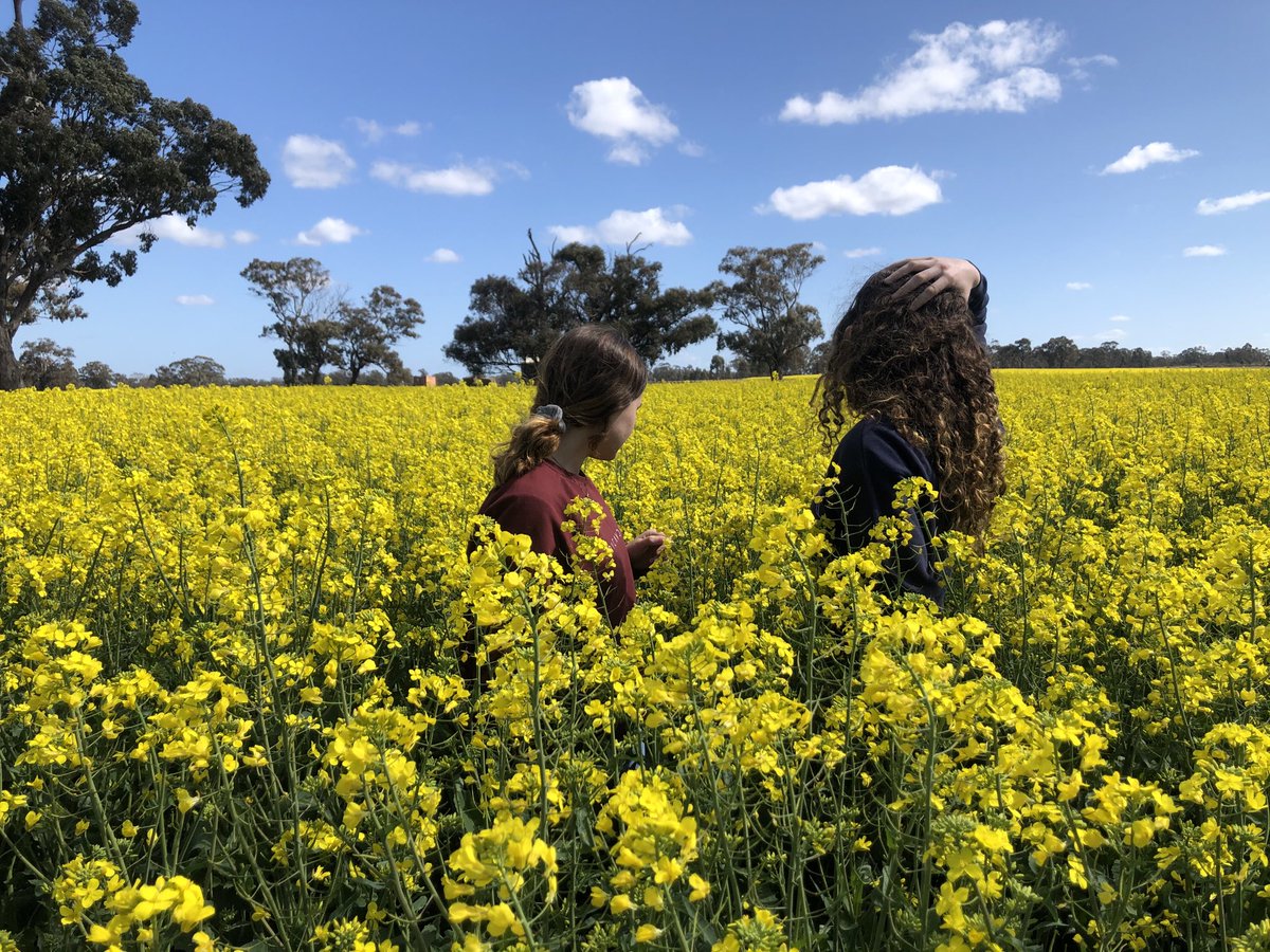 Father’s Day crop inspection.. and paddock tour. Lucky to have two great daughters and an understanding wife in my life. The canola is kicking along well. #43Y92CL #fathersday2020 #pioneerseedsau #ruralvictoria