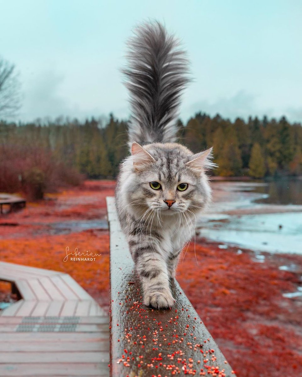 9GAG's tweet photo. Meowjestic

📸 siberian_reinhardt | IG https://t.co/ZPtGi6mjfR