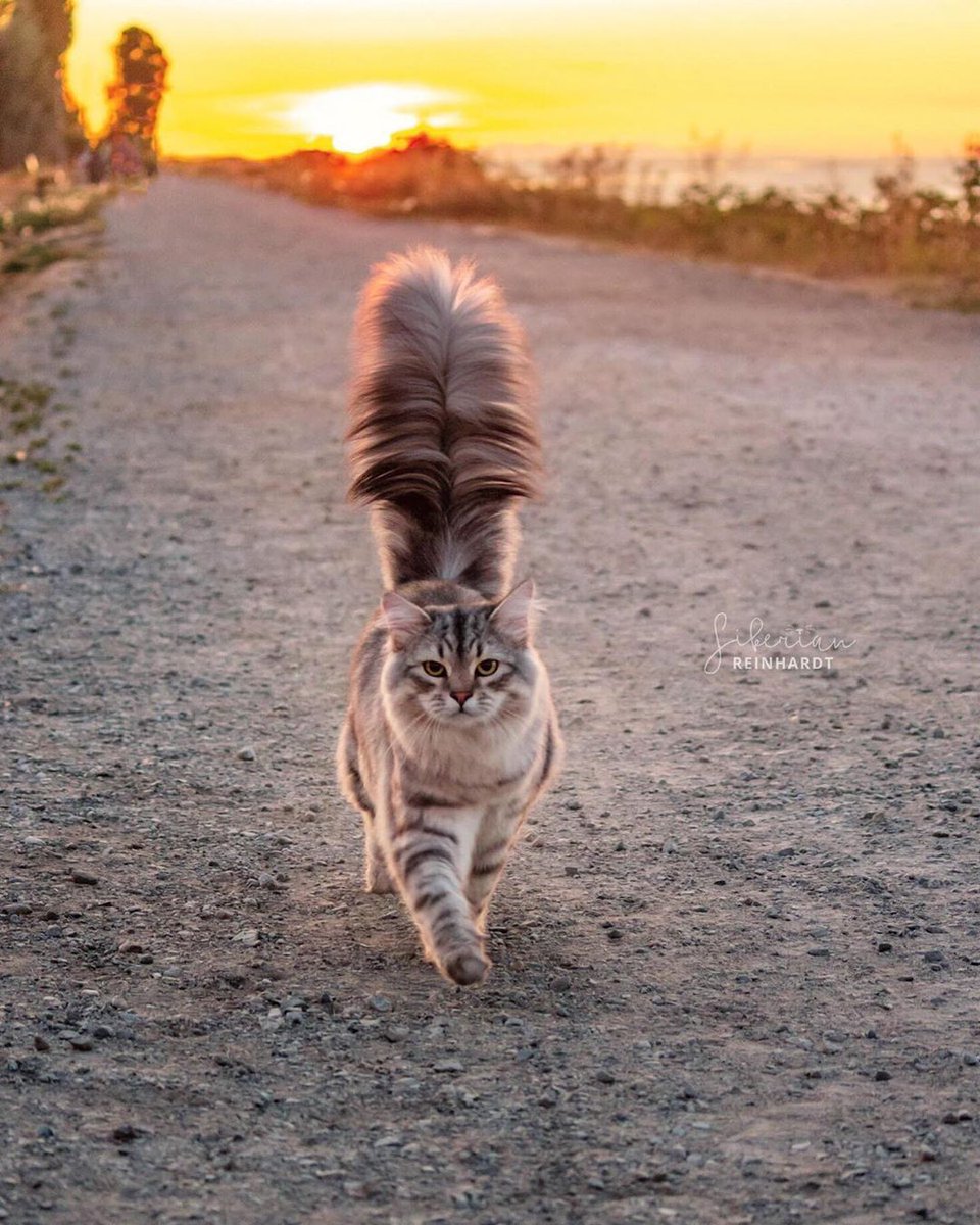 9GAG's tweet photo. Meowjestic

📸 siberian_reinhardt | IG https://t.co/ZPtGi6mjfR