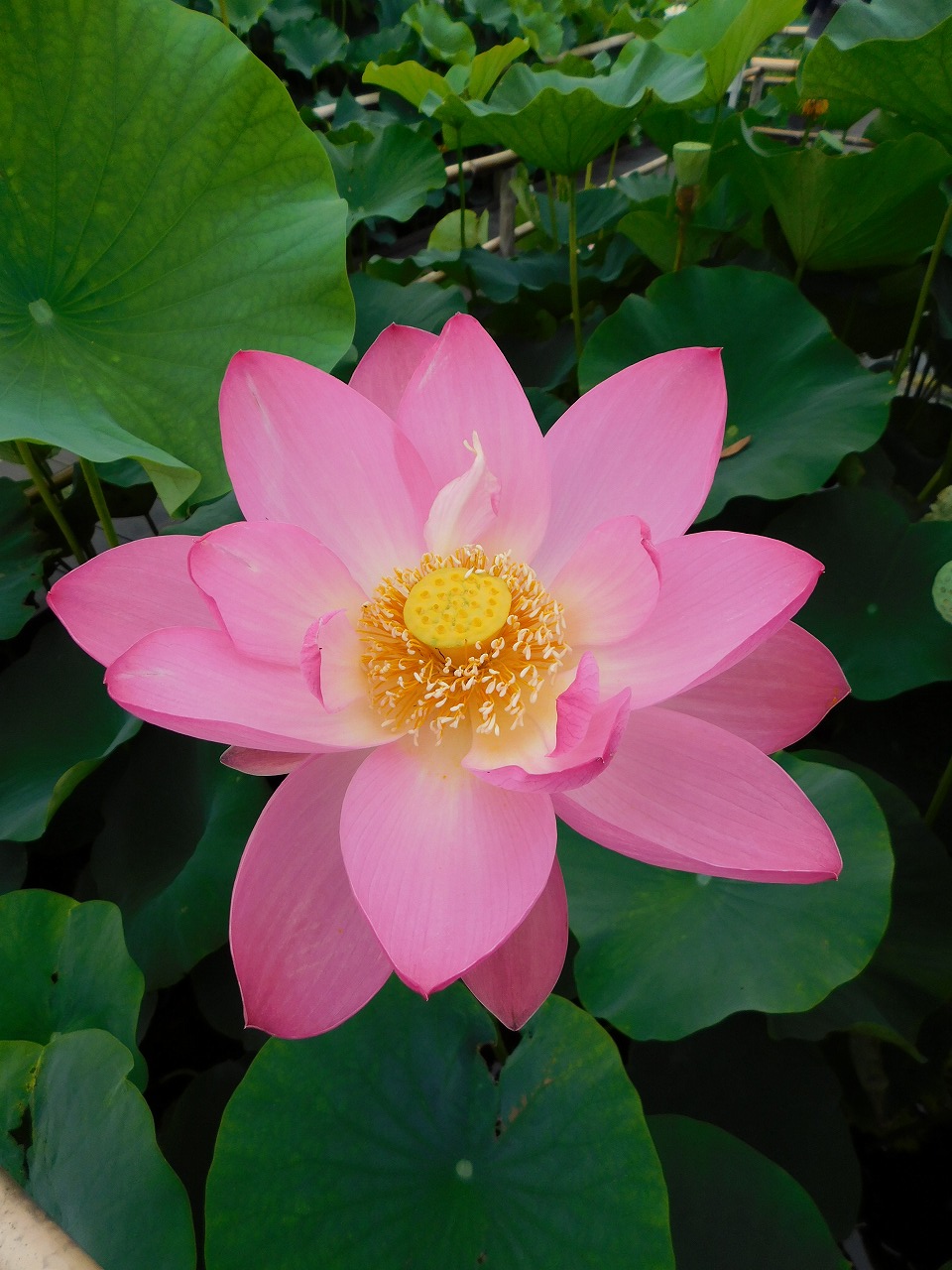 鎧井フサ子 簡単な蓮と睡蓮の花の見分け方 一枚目 蓮 花の中心に花托というごん太の器官があり 種はここに発生 二枚目 睡蓮 温帯性 普通のおしべとめしべ T Co Jl6at1mdck Twitter