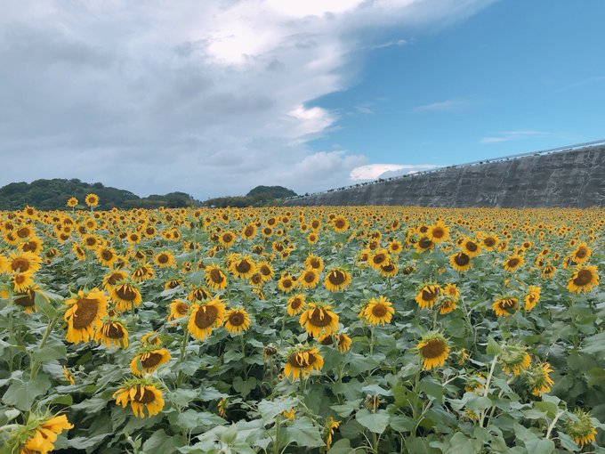 コスプレイヤーみくるんのTwitter画像13