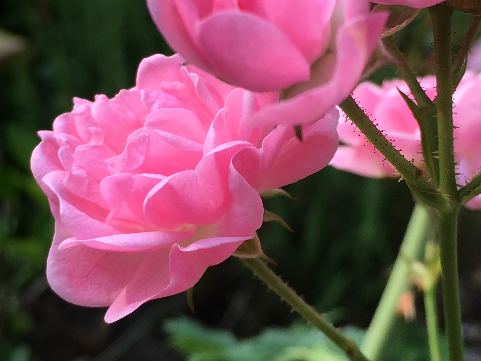 Ti lamenti?... E mi spieghi, come se avessi ragione: una puntura!... Un’altra!...
— Ma non ti rendi conto che è sciocco sorprendersi del fatto che vi siano spine tra le rose?
it.escrivaworks.org/book/solco-pun…