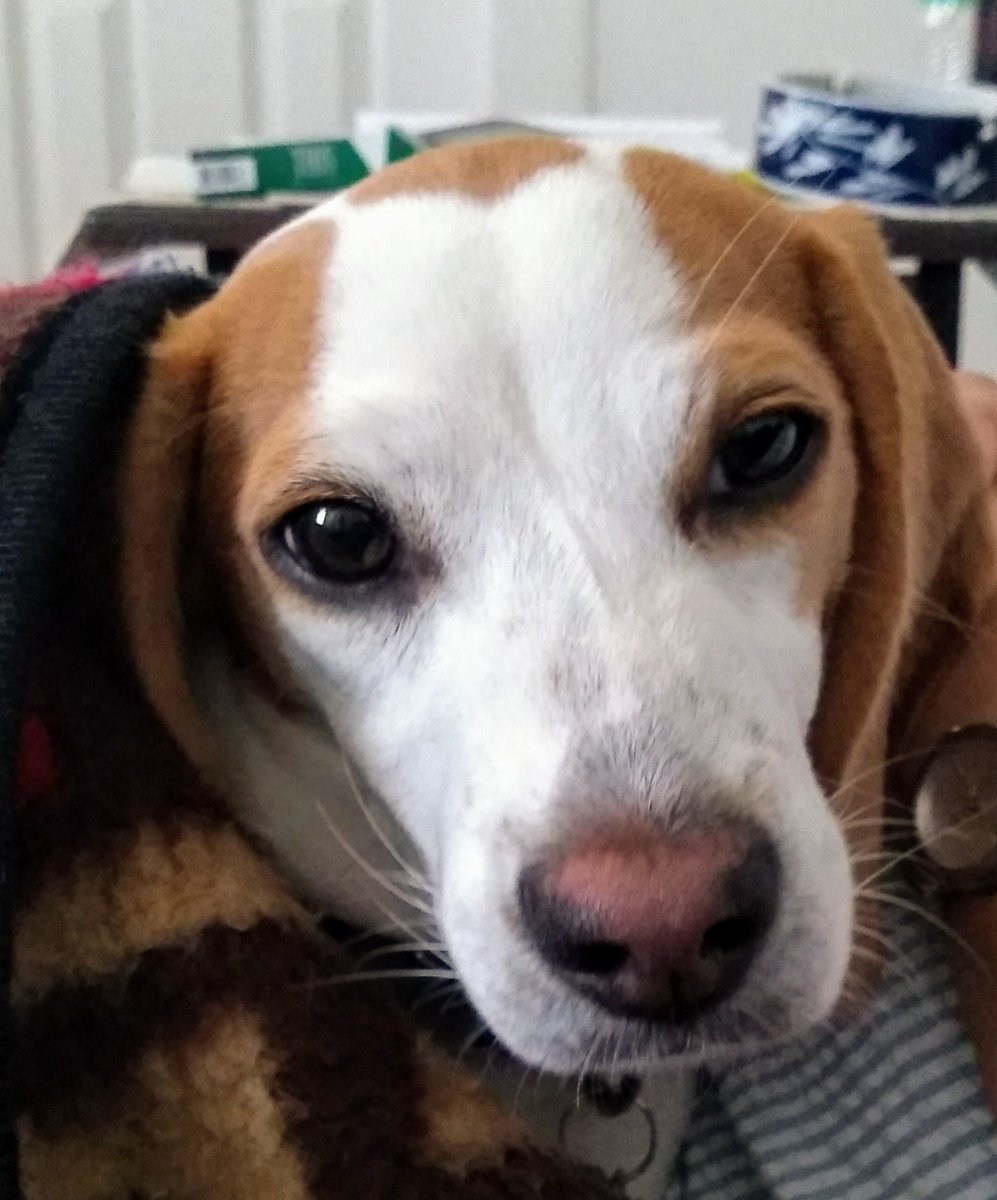 I's gots in a lil troubles more n usuals taday's. I's really dids trys ta be gooders, honest n fur true's. I's pawmise ta do's my bestest ta sharesies da toys n nots snatchers snackerels uninvited's. N above all's, I's pawmise ta always luvs youse. Can we's pwese snugglers now's.