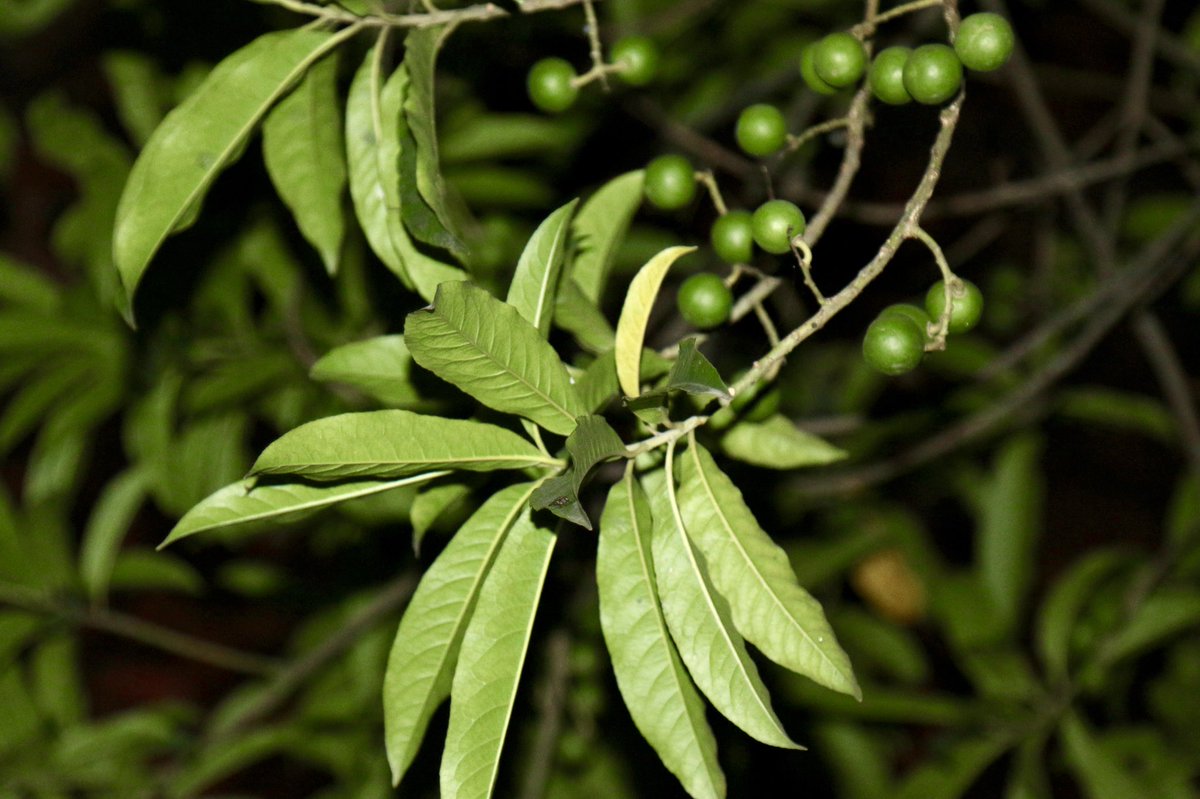 Elaeocarpus ganitrus, is a large evergreen broad-leaved tree whose seed is traditionally used for prayer beads in Hinduism. The seeds are known as rudraksha, or rudraksh, Sanskrit: rudrākṣa ('Rudra's eyes'). #omnamahshivay #Kailash #ॐ_नमः_शिवाय