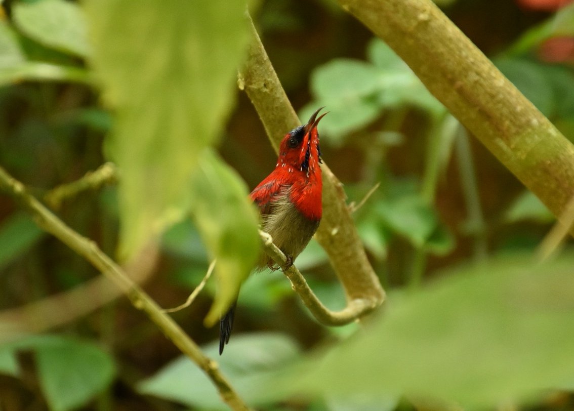 naturetalksback's tweet photo. What started as a slow birdwatching day on the hill quickly turned around with a visit from this handsome male Crimson Sunbird (Aethopyga siparaja). https://t.co/zBNl6FfNFh