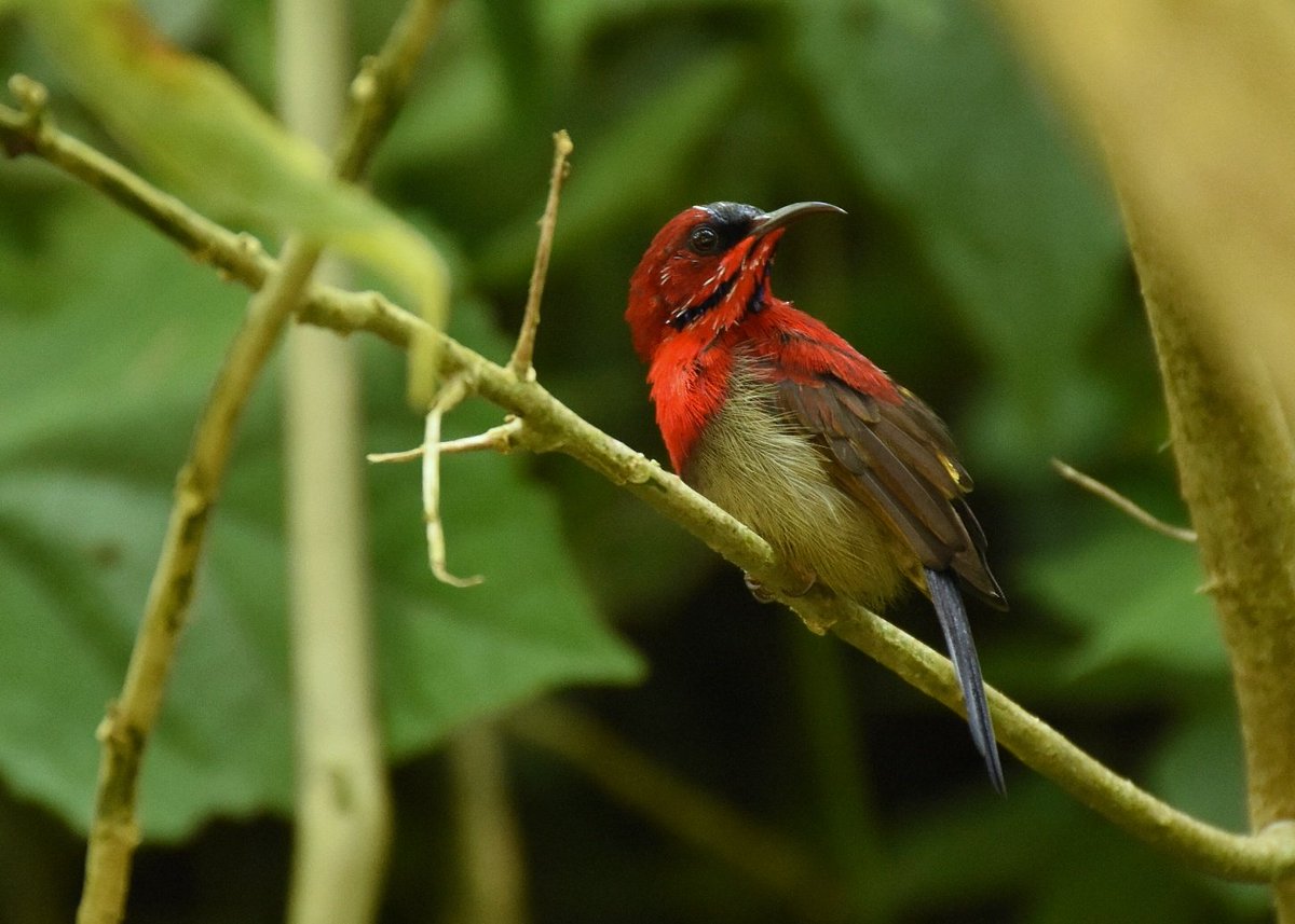 naturetalksback's tweet photo. What started as a slow birdwatching day on the hill quickly turned around with a visit from this handsome male Crimson Sunbird (Aethopyga siparaja). https://t.co/zBNl6FfNFh