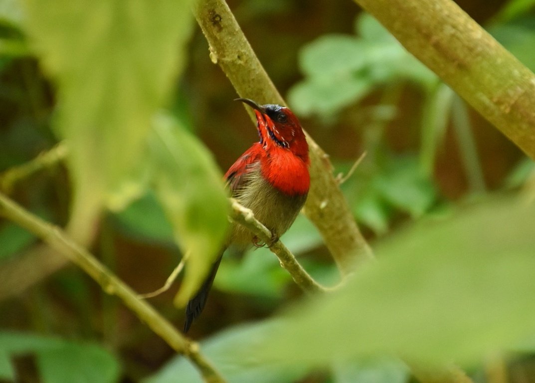 naturetalksback's tweet photo. What started as a slow birdwatching day on the hill quickly turned around with a visit from this handsome male Crimson Sunbird (Aethopyga siparaja). https://t.co/zBNl6FfNFh