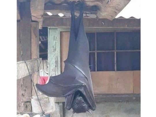 Korey55's tweet photo. Just found out about thes human sized bats called flying foxes. So imma go ahead and hid under a rock for the rest of forever ✌🏻 https://t.co/D66jlbPhdW