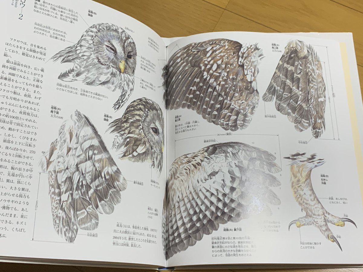 鳥の形態図鑑 (細密画シリーズ) 鳥の形態図鑑 細密画シリーズ