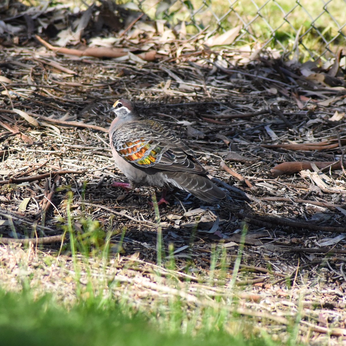 GPMooreEsq's tweet photo. Burnished coat of many colours.

#WildOz #OzBirds #commonbronzewing #wildmelbourne https://t.co/VIdPbYrgQB