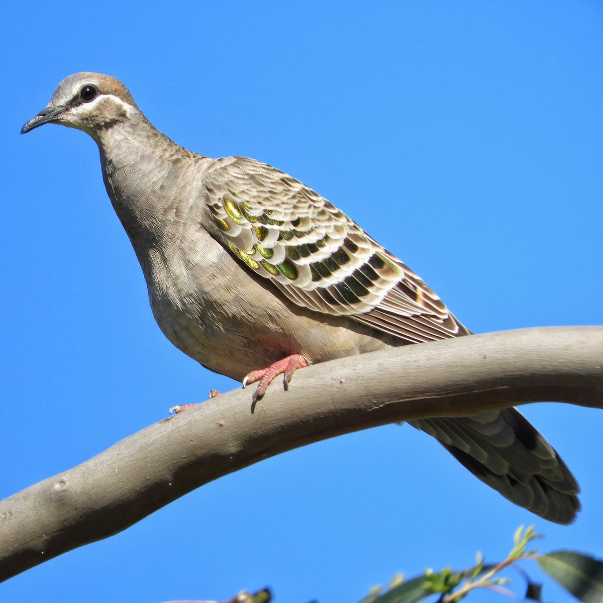 GPMooreEsq's tweet photo. Burnished coat of many colours.

#WildOz #OzBirds #commonbronzewing #wildmelbourne https://t.co/VIdPbYrgQB