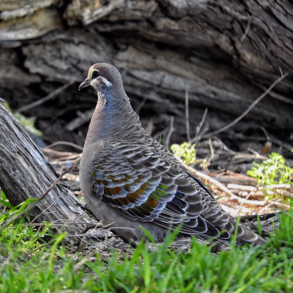 GPMooreEsq's tweet photo. Burnished coat of many colours.

#WildOz #OzBirds #commonbronzewing #wildmelbourne https://t.co/VIdPbYrgQB