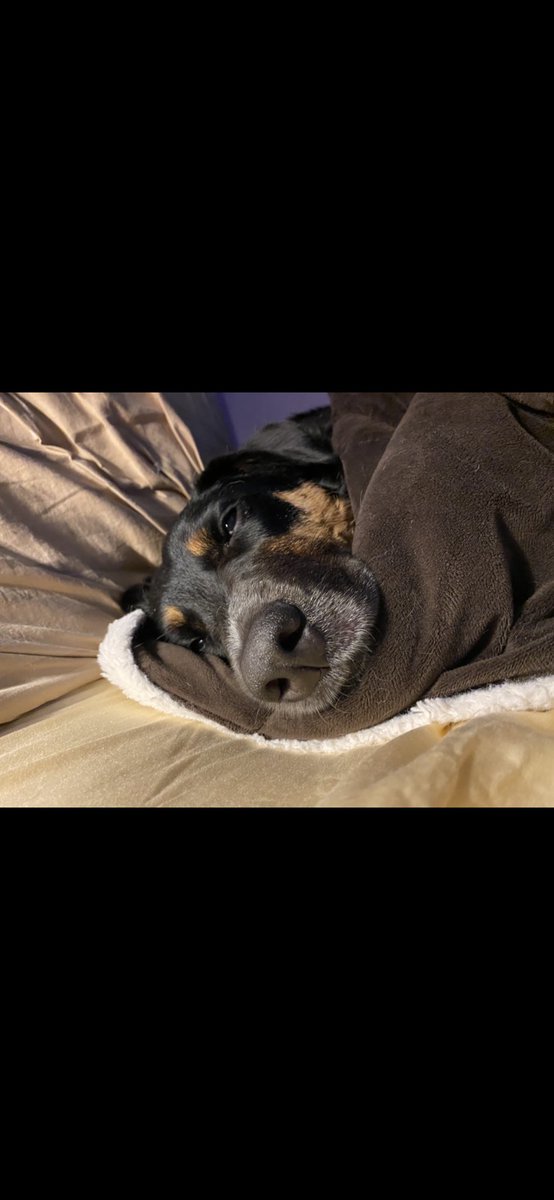 CampbellBrookee's tweet image. This is my dog Lucy and she is precious!! #MCO335