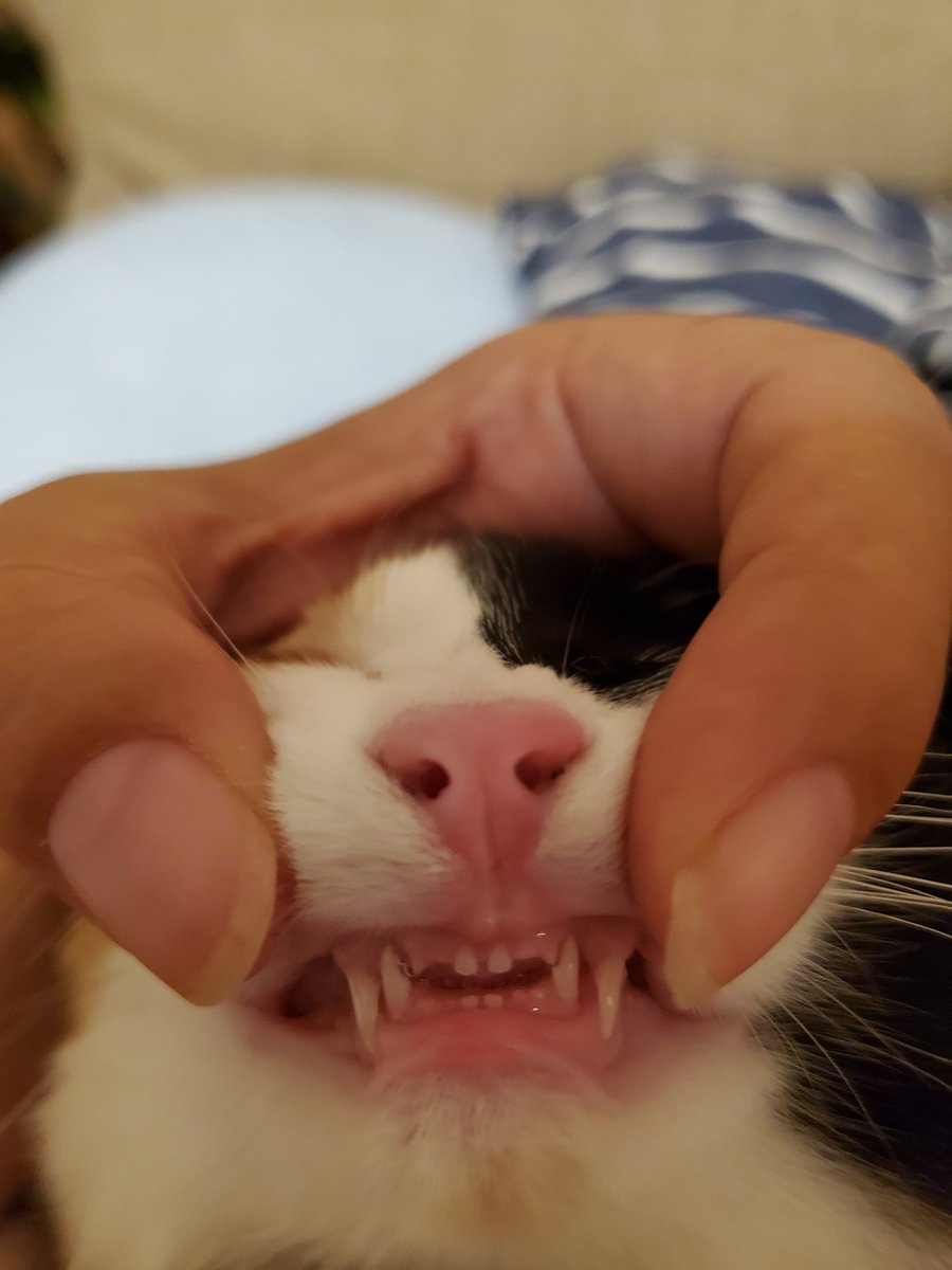 Yossi 25 いつの間にか乳歯が抜けて 永久歯が生えてきてる このちっさい歯が可愛い 猫 猫のいる暮らし 猫好きな人と繋がりたい 猫の歯 こねこ うに 3ヶ月