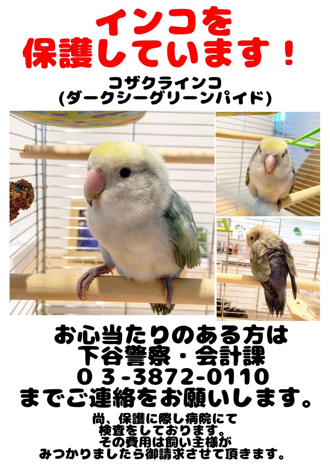 迷い文鳥 くーちゃん を探してます Pkgo Y Twitter