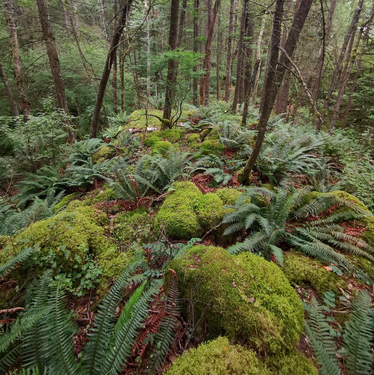 geordiemuppet's tweet photo. Exploring hidden spots off the beaten track.
#Explore #BritishColumbia #exploreBC #GreatOutdoors #Forest #Woods #Trees #Bushwack https://t.co/Lv0ODa9yc8