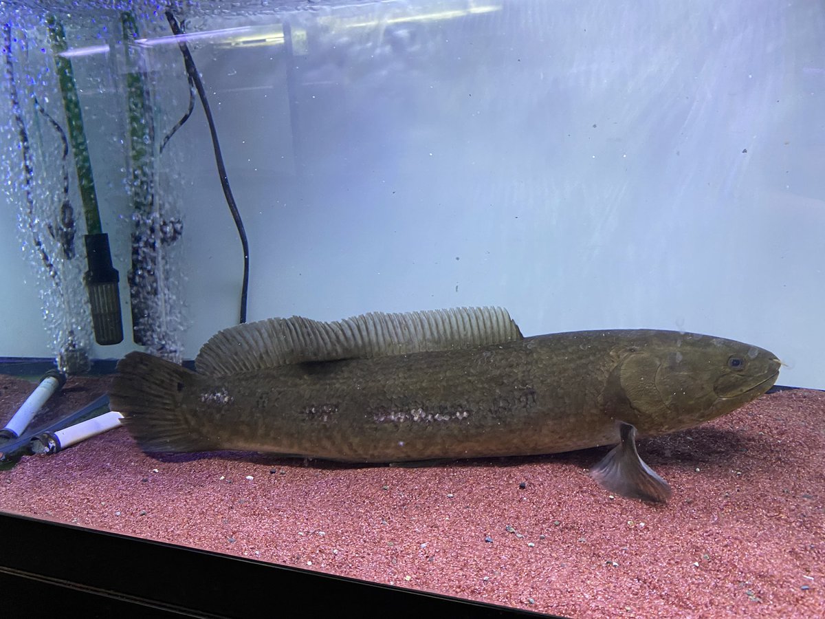 アミアカルヴァ 50cm±‼️ デカい‼️ オスで大丈夫と思います。ほぼMAX