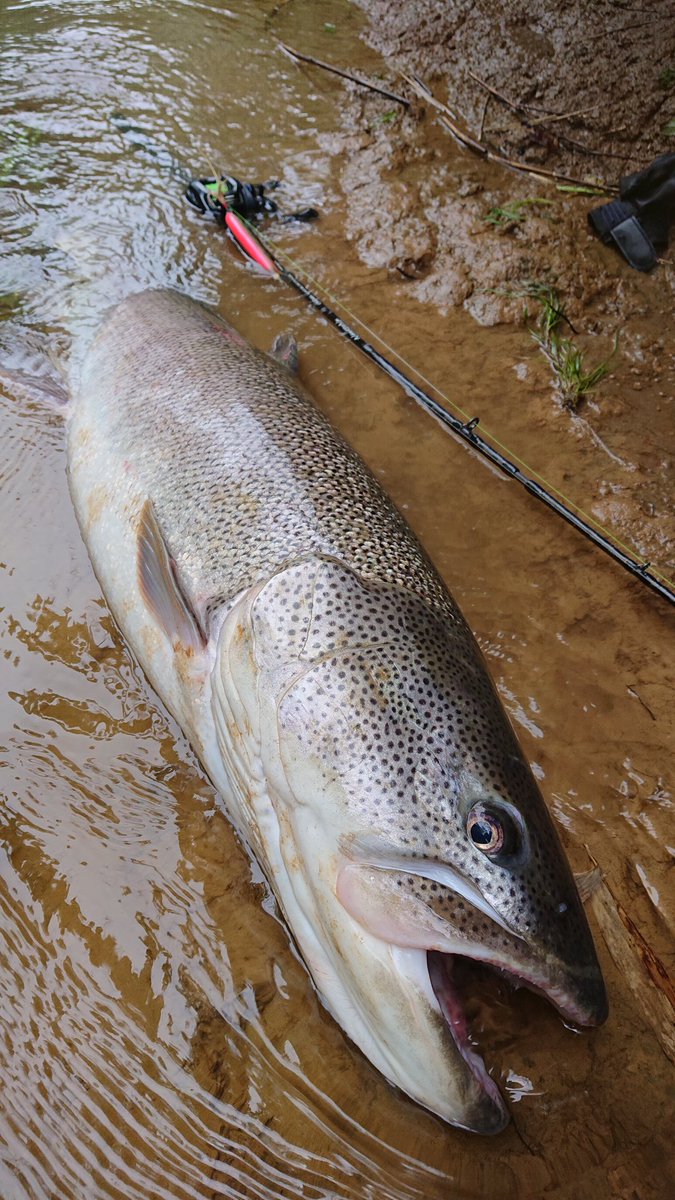 ナマゾン 旧ななおと 今シーズン5本目のメーターオーバーは ワンテンオーバーの111cm でした 頂き物のネズミ っぽい形のハンドメイドビッグベイトで この後 これより少し大きい をヒットさせましたが オートリリース バーブレスだから仕方ないね