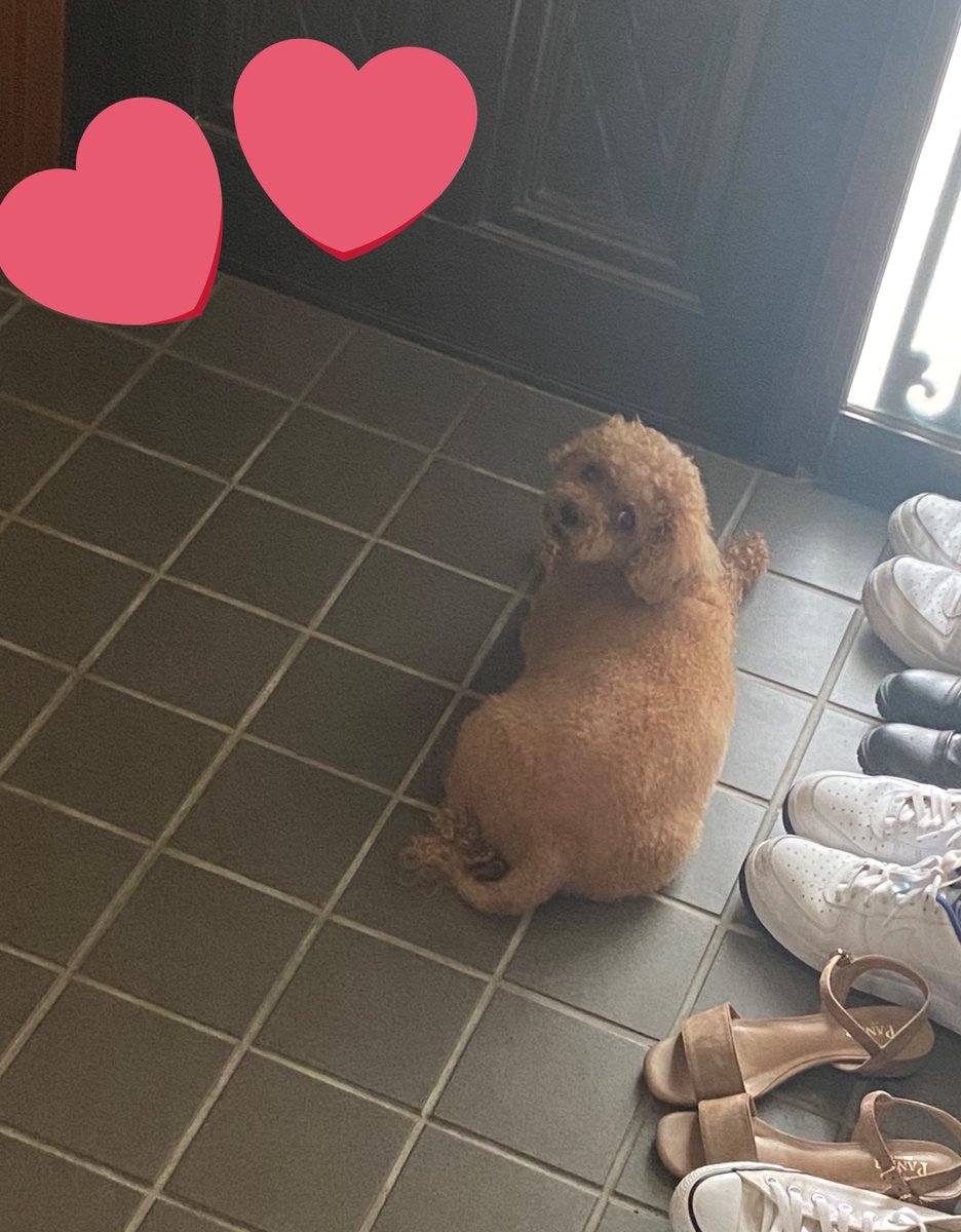 うちの犬、親の帰りを待っててまじかわいいから見てほしい。