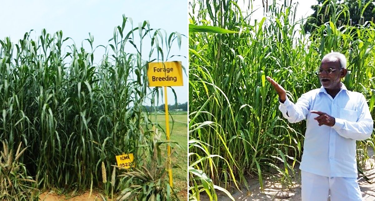 ICRISAT's tweet photo. Good news for livestock farmers in Telangana, Tamil Nadu, Karnataka, Kerala &amp; Puducherry! High-forage pearl millet cultivars, resistant to leaf spot and blight diseases, are now available for cultivation.
More in #Happenings: https://t.co/WcrDhLBXFT
@GLDC_CGIAR @icarindia #IGFRI https://t.co/06EaQULYiI