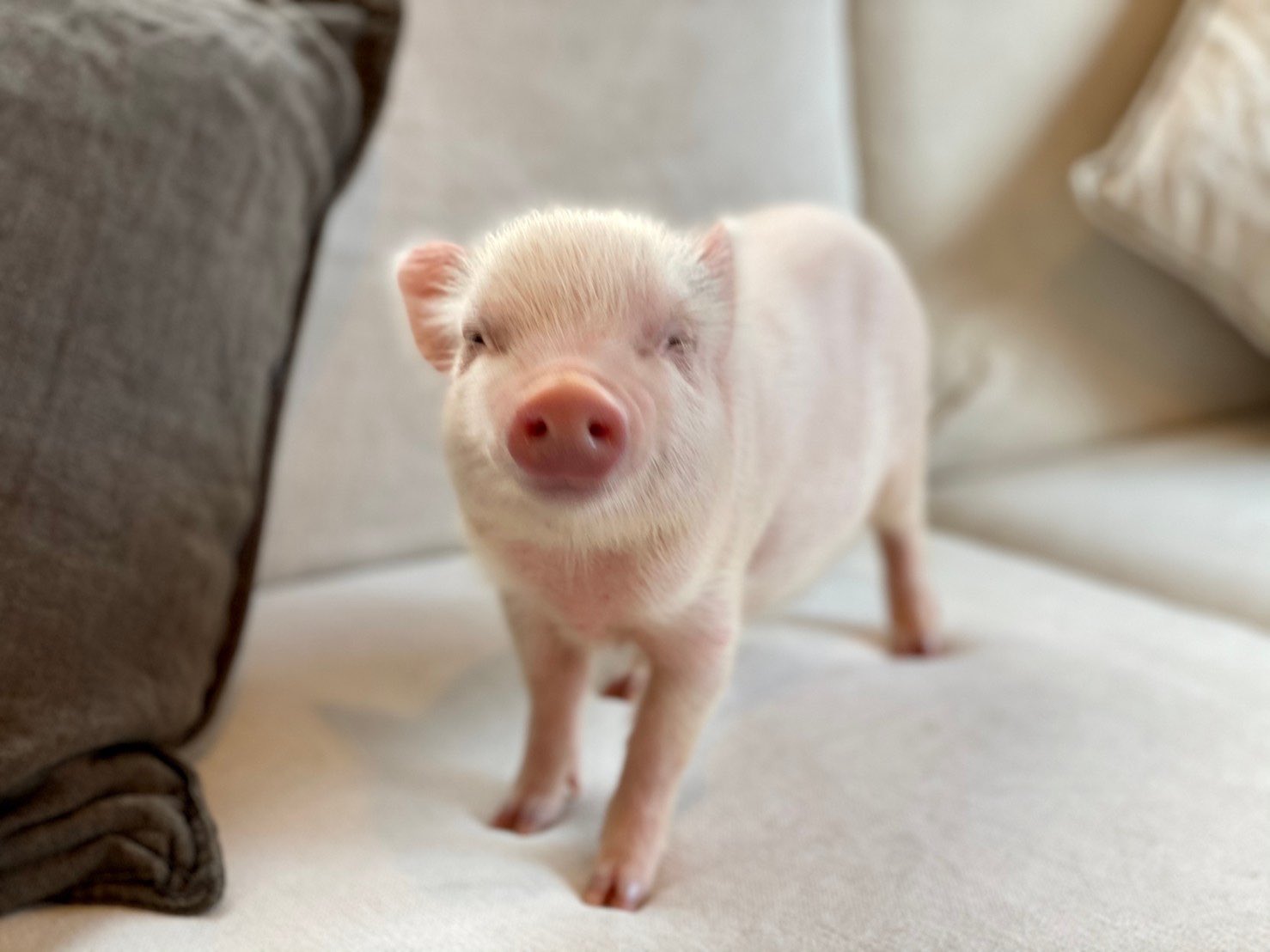 Mipigcafe ブタさんスマイル Mipig Mipigcafe Micropig マイクロブタ マイクロ ブタカフェ 笑顔 Smile 可愛い Cute 癒し T Co Ok2tddprui Twitter