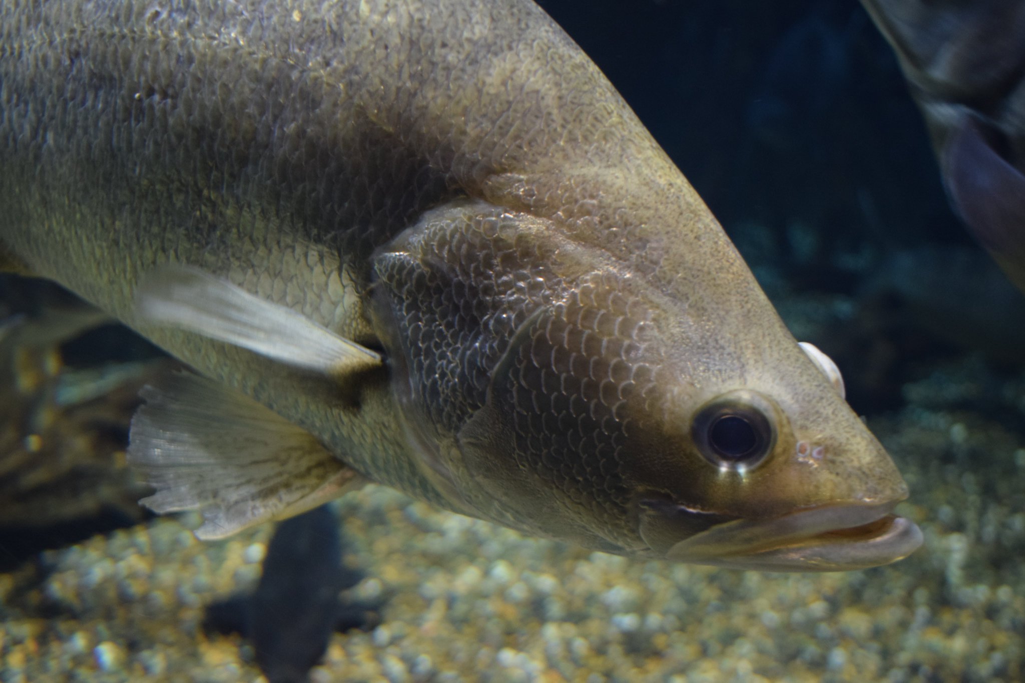 かみやん Op Twitter アフリカ原産の大型魚 ナイルパーチ 白身魚のフライに使われる種の一つで 知らず知らずのうちに口にしている機会が多いかもです 9月1日撮影 アクア トトぎふ ナイルパーチ かみやん Op Twitter アフリカ原産の大型魚 ナイルパーチ 白身魚のフライに使われる種の一つで 知らず知らずのうちに口にしている機会が多いかもです 9月1日撮影 アクア トトぎふ ナイルパーチ