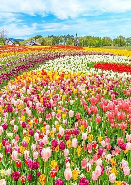 gauthie74757302's tweet photo. Good morning my dear friends from around the world🌍🌎🌏
Wishing you a wonderful Sunday of happiness everyone💐💗🤗 https://t.co/hiu0vW0Ifk