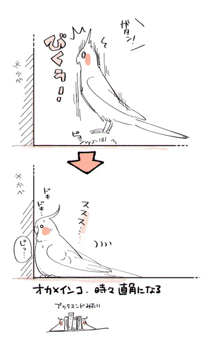 常々思っていることオカメインコ、時々直角になる 