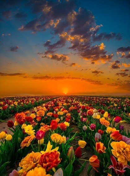 gauthie74757302's tweet photo. Good morning my dear friends from around the world🌍🌎🌏
Wishing you a wonderful Sunday of happiness everyone💐💗🤗 https://t.co/hiu0vW0Ifk