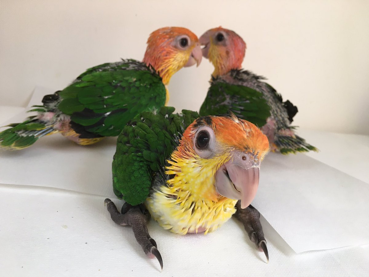 シロハラインコ ブリーダー 関西