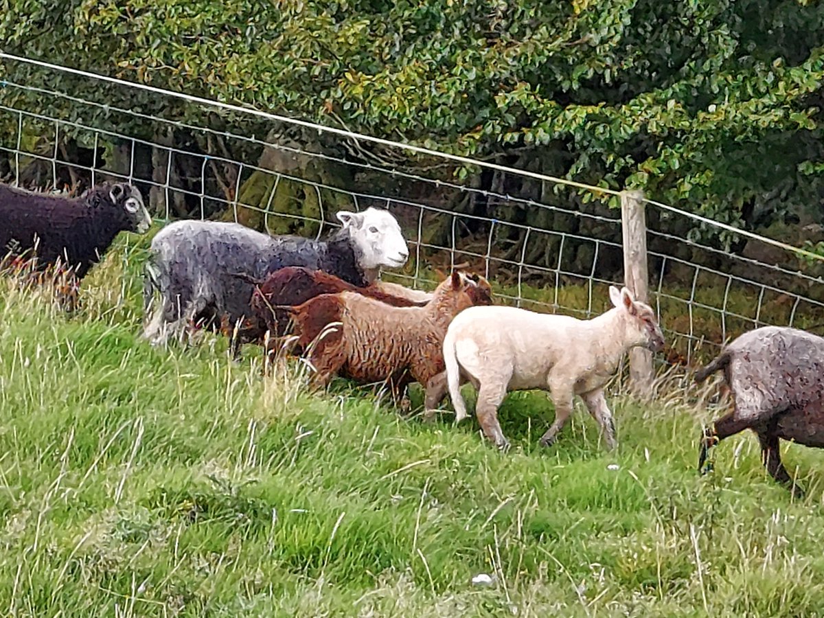 We couldn't bear to see these guys 'moved on' so we bought them off the farmer. Northcote now has 7 sheep!!! I stood in the field yesterday and shouted 'I am your saviour' with my arms spread. They ran away. I ll try again later. 
 #bigsheep #northdevon