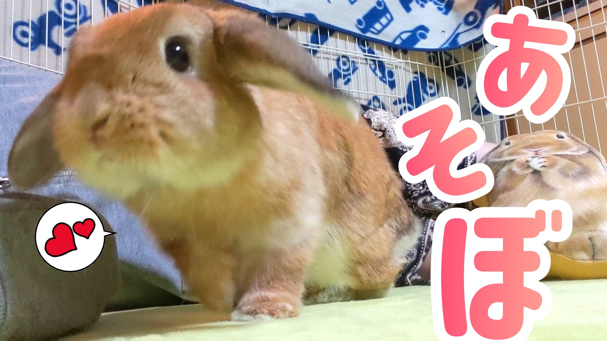 さくらいろみかん うさぎとインコともふもふ生活 眠いけど 寝させてくれない でも 可愛いすぎて許さざるを得ない T Co Tdgolu6pig ホーランドロップ Youtube うさぎ かわいいは正義 きゅんです ロップイヤーで埋めつくせ T さくらいろみかん うさぎとインコともふもふ生活 眠いけど 寝させてくれない でも 可愛いすぎて許さざるを得ない T Co Tdgolu6pig ホーランドロップ Youtube うさぎ かわいいは正義 きゅんです ロップイヤーで埋めつくせ T