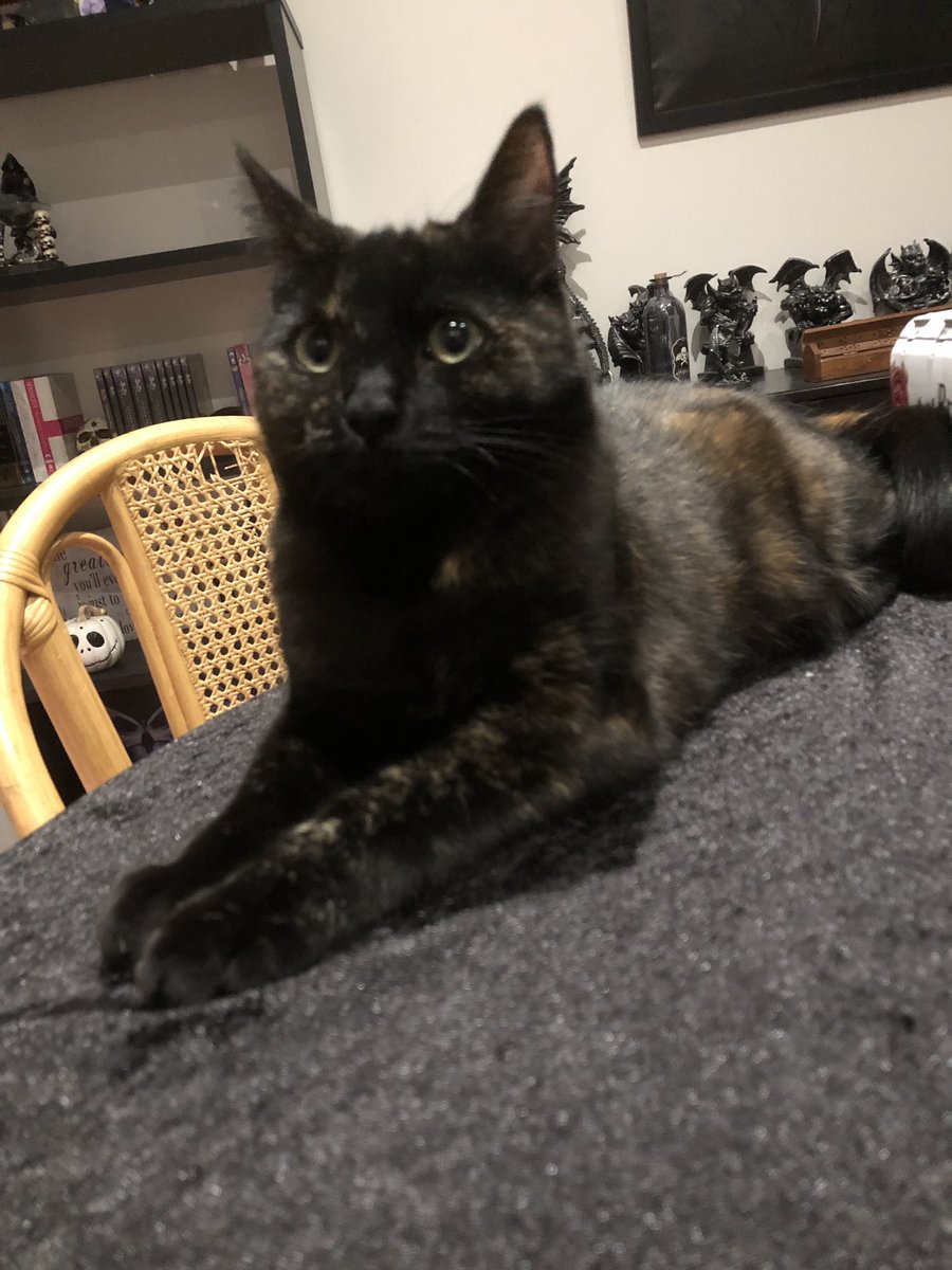 Chloe_Keller's tweet photo. Buffy says hay! I need lots of animal photos today. SEND SEND SEND!! https://t.co/JP2ui0lgvy