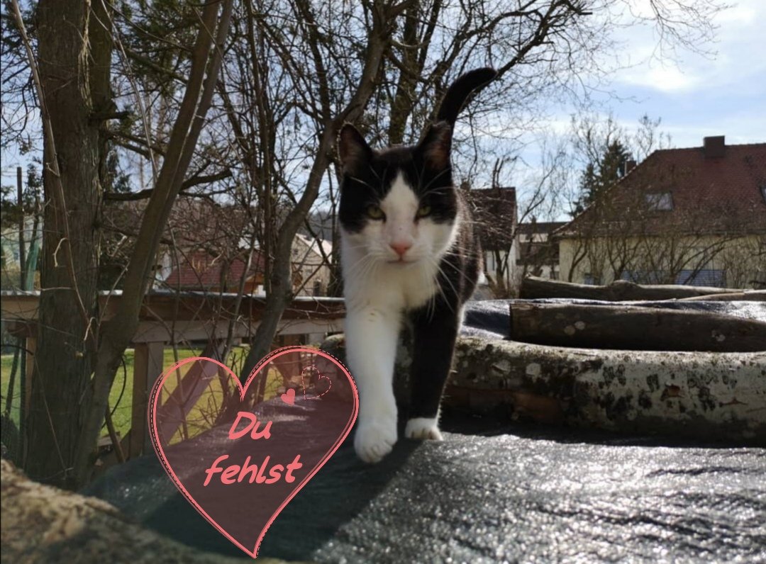 BinchensPlanet's tweet photo. Du fehlst mein kleiner Schatz
@filou_the_hero #cat #katze #binchensplanet #instagram #kanal #twitch #regenbogenbrücke #sweetmen #sweet #wald #bisi #nature #gassi #spazieren #natur #free #iloveyou #filou #sun #sonne #sonnegenießen #sonnen https://t.co/IKSCpga4tk