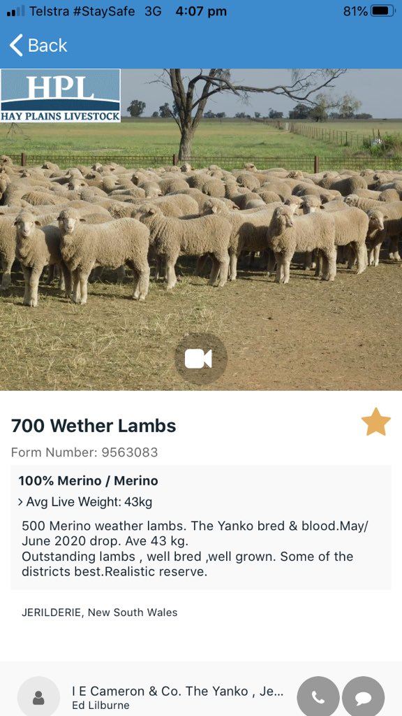 1700 wether lambs going on the box in 3 lots in the Tuesday Lamb Sale. 43kg average instagram.com/p/CExh90xnW4c/…