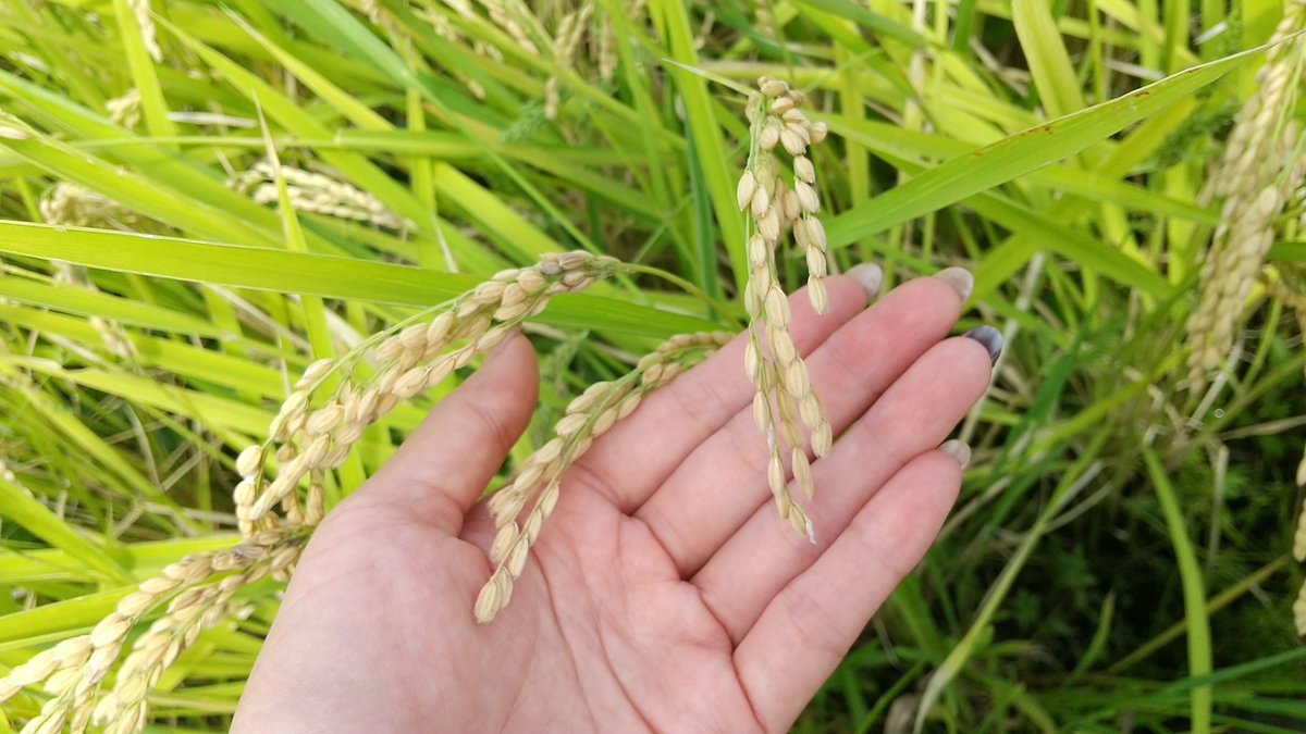 aoriko3's tweet photo. おこめさん、もうすぐ稲刈りですね！
#お米 #田んぼ #稲 #稲作 #Rootfarm https://t.co/4IuukrhUaG