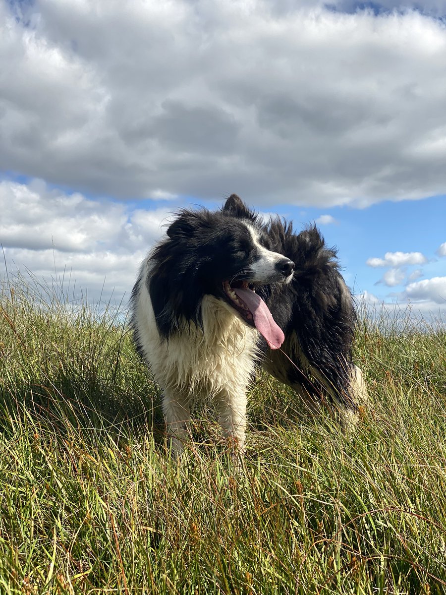 AmandaOwen8's tweet photo. Felt dog rough for a few days.🐶
We have all got colds.😷🤧
#cold #nottheother https://t.co/ViWU63LqJL