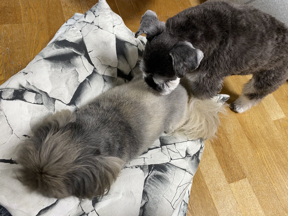 ねこと3匹と しんちゃの裏表が分かってないダンくん あれ ちんちんが無いなあ