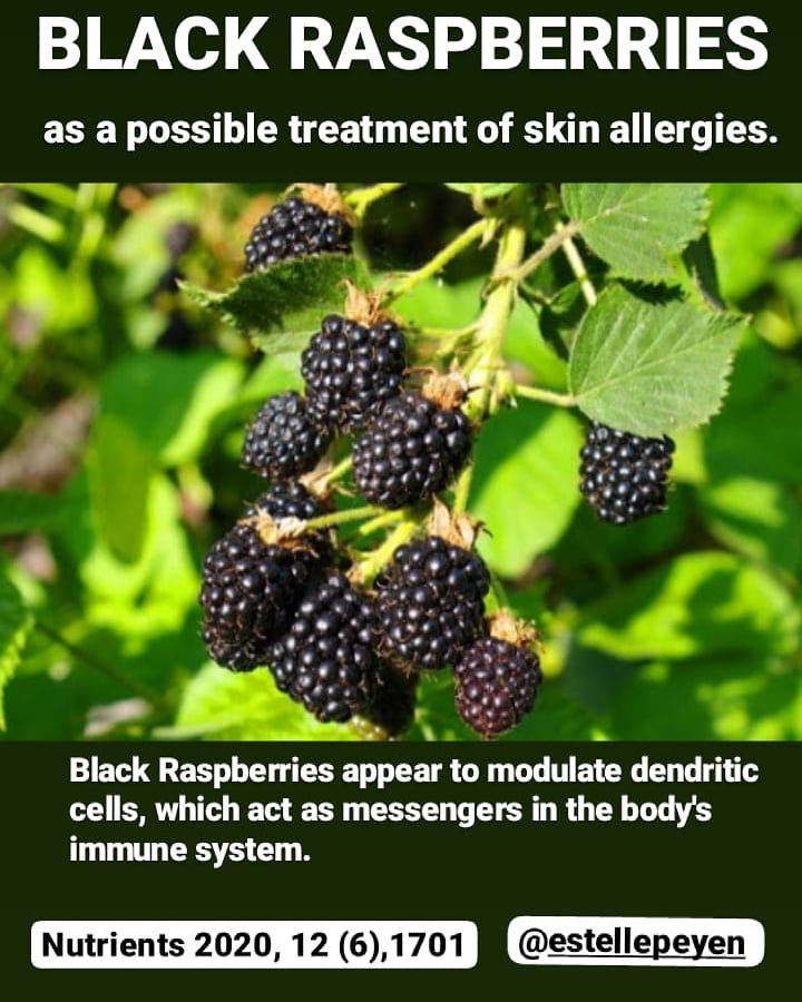 EstellePeyen's tweet photo. ๐ฃ๐ฟ natural medicine on the road : #blackraspberries โก strong #antiinflammatoryfood ๐.
#natureishealing #nature #Health #HealthyFood #healthylifestyle #hiking #trekking #running #outdoorliving #nomad #Food #estellepeyen #stlconnection #nutrition #wellness #skincare https://t.co/QOiO2Jpu0V